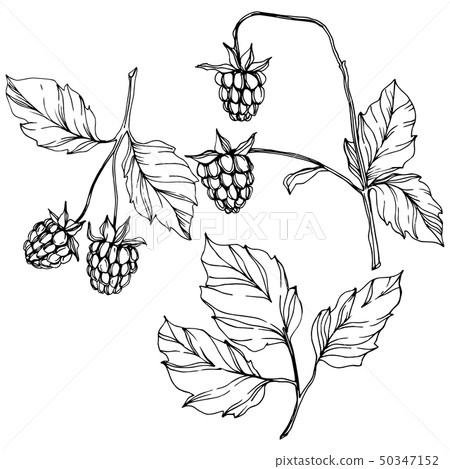 Vector Raspberry healthy food isolated. Black and white engraved ink art. Isolated berries Vector Raspberry healthy food isolated. Black and white engraved ink art. Isolated berries 50347152