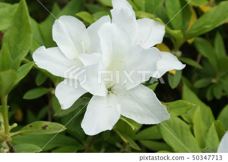 盛開的鮮花白色的花朵 50347713