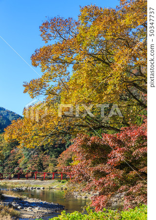 Autumn leaves Aichi Prefecture Autumn leaves Aichi Prefecture 50347737