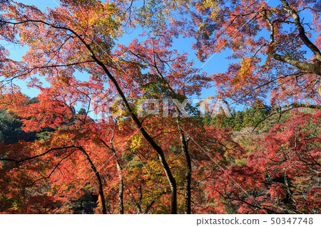 Autumn leaves Aichi Prefecture Autumn leaves Aichi Prefecture 50347748