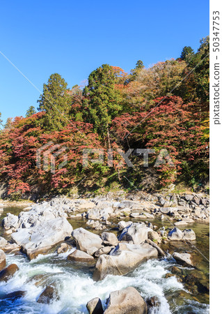 Autumn leaves Aichi Prefecture Autumn leaves Aichi Prefecture 50347753