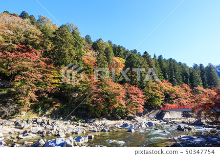 Autumn leaves Aichi Prefecture Autumn leaves Aichi Prefecture 50347754