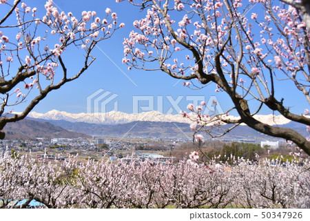 杏花和北阿爾卑斯山 杏花和北阿爾卑斯山 50347926