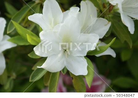 Flower blooming in spring Azalea flower Park flower 50348047