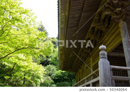 鎌倉新鮮的綠色古廟maryoji 鎌倉新鮮的綠色古廟maryoji 50348064