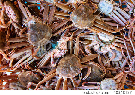 雪蟹女 雪蟹女 50348157