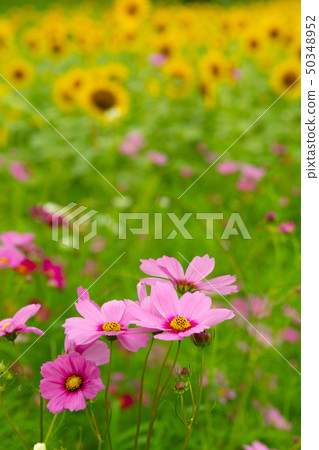  Flower garden 50348952