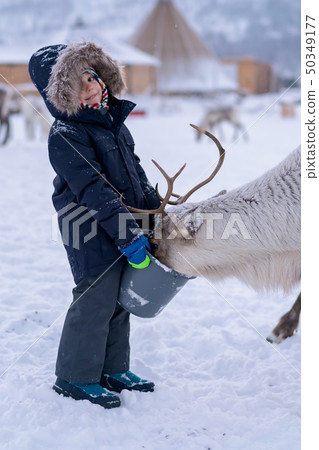 Little boy feeding reindeer in the winter 50349177