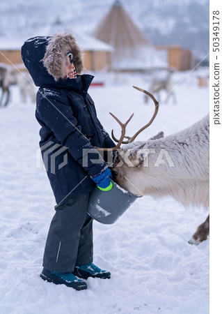 Little boy feeding reindeer in the winter Little boy feeding reindeer in the winter 50349178