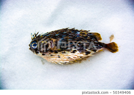 豪豬魚 豪豬魚 50349406