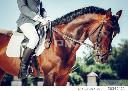 Beautiful brown graceful horse looking at you Beautiful brown graceful horse looking at you 50349421