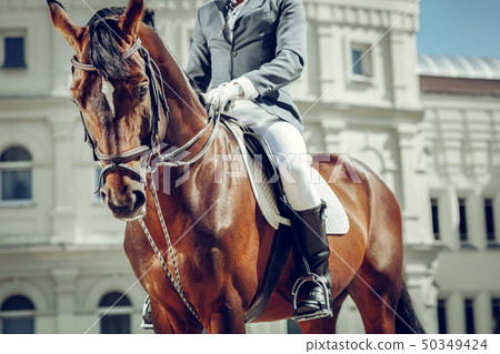 Beautiful nice horse having a rider on its back Beautiful nice horse having a rider on its back 50349424