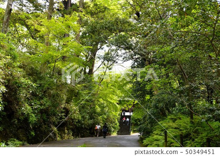 Kamakura fresh green old temple maryoji Kamakura fresh green old temple maryoji 50349451