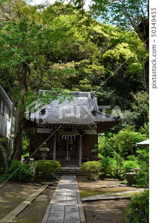 鎌倉新鮮的綠色古廟maryoji 鎌倉新鮮的綠色古廟maryoji 50349455