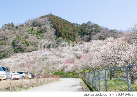 Mt. Takao Takao Umezo Kinoshita Bairin (Kesadowabirin) Mt. Takao Takao Umezo Kinoshita Bairin (Kesadowabirin) 50349462