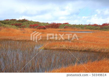 Raised bog 50349614