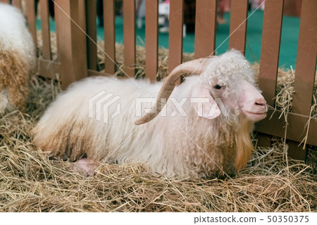 angora goat in the hay 50350375