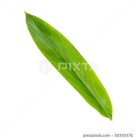 Green galangal leaves pattern isolated on white 50350376
