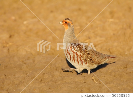 Rare wild partridge Perdix perdix  50350535