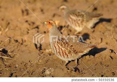 Rare wild partridge Perdix perdix  50350536