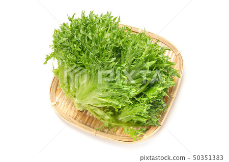 Handsome green Handsome green 50351383
