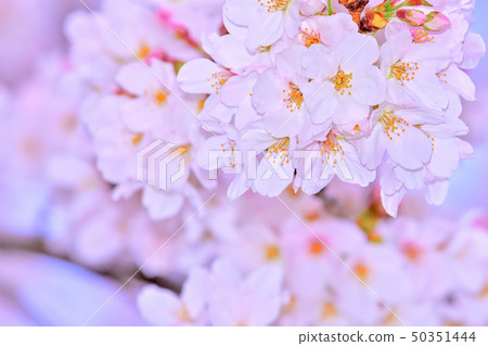 櫻花盛開的圖像 櫻花盛開的圖像 50351444