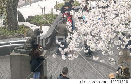 Tokyo cityscape in Japan I want to see Hachiko statue and cherry blossoms in front of Shibuya Station 50351558