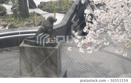 日本的東京都市風景我想在澀谷站前看到八公雕像和櫻花 50351559