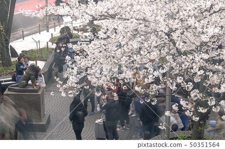 日本的東京都市風景我想在澀谷站前看到八公雕像和櫻花 50351564