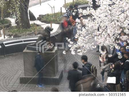 日本的東京都市風景我想在澀谷站前看到八公雕像和櫻花 50351565