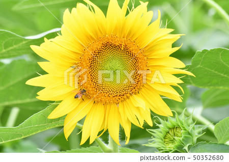 A photo taken with a close-up of a yellow flower (headed inflorescence) with sunflower bees in a sunflower field A photo taken with a close-up of a yellow flower (headed inflorescence) with sunflower bees in a sunflower field 50352680