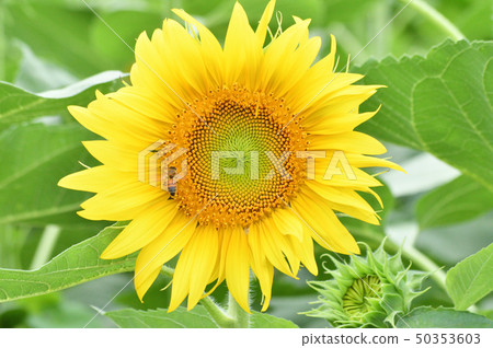 Picture taken of a yellow flower (head flower) with sunflower field sunflower bees up Picture taken of a yellow flower (head flower) with sunflower field sunflower bees up 50353603