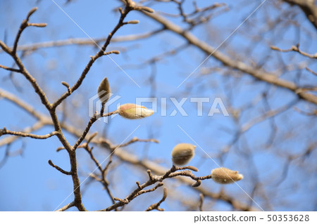 Kobushi flower that seems to bloom in spring 50353628