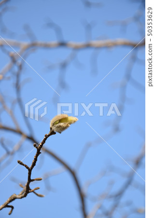 Kobushi flower that seems to bloom in spring Kobushi flower that seems to bloom in spring 50353629