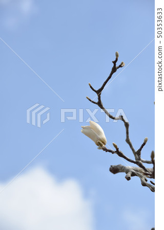 春天的花朵綻放玉蘭花 50353633