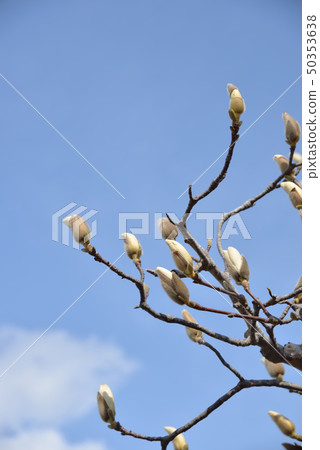 Spring flowers bloom magnolia flowers Spring flowers bloom magnolia flowers 50353638