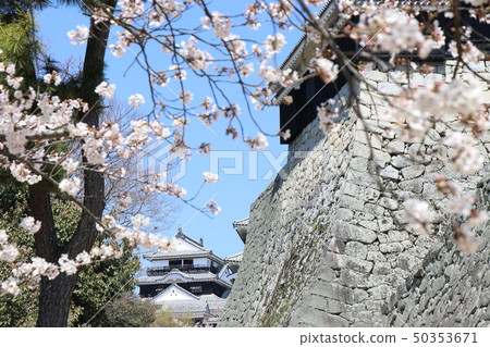 松山城堡在春天 松山城堡在春天 50353671