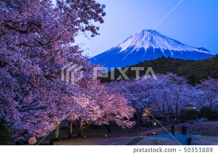 "Shizuoka Prefecture" Mt. Fuji in spring with beautiful cherry blossoms 50353889