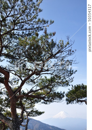 Japanese red pine and Mt. Fuji 50354317