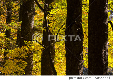 forest 50354651