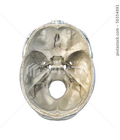 Human skull transversal cross-section. Human skull transversal cross-section. 50354891