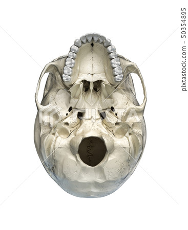 Human skull  viewed from the bottom. 50354895