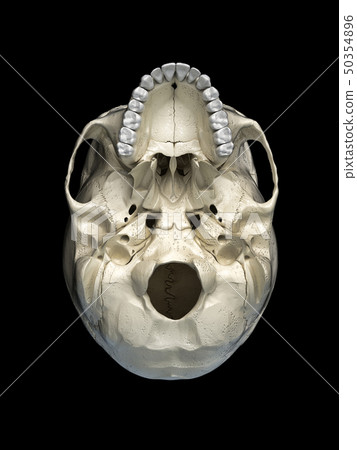 Human skull  viewed from the bottom. 50354896