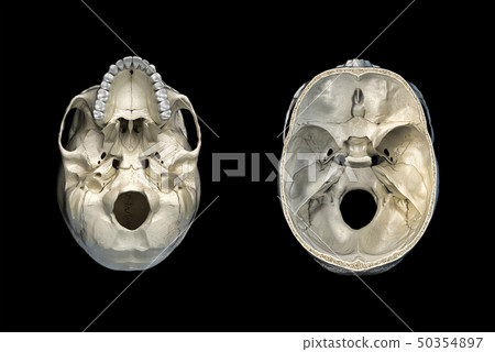 Human skull transversal cross-section and bottom Human skull transversal cross-section and bottom 50354897