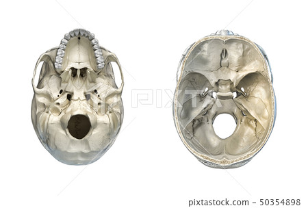 Human skull transversal cross-section and bottom Human skull transversal cross-section and bottom 50354898