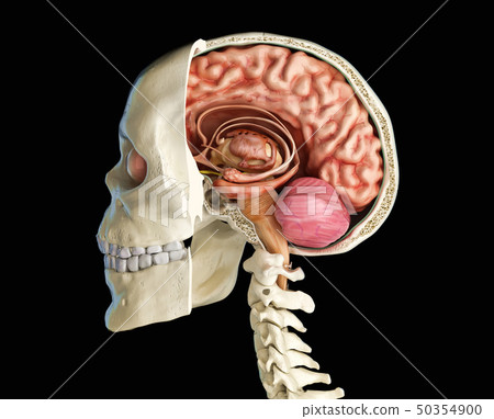 Human skull cross section with brain. Human skull cross section with brain. 50354900