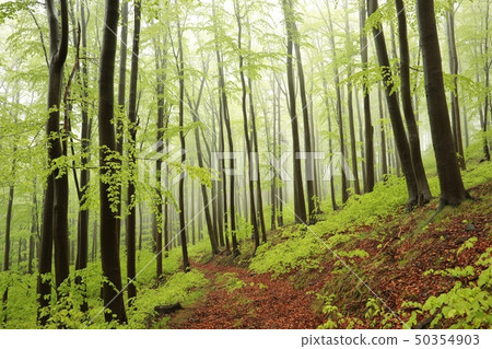Spring beech forest in the fog 50354903