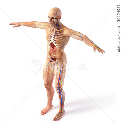 Man total anatomy systems diagram with ghost 50354921