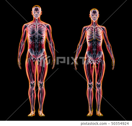 Man and woman muscle and skeletal systems. X-ray. 50354924