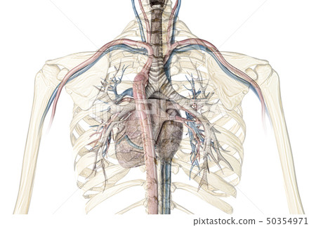 Human Heart Cross Section With Vessels And Stock - 